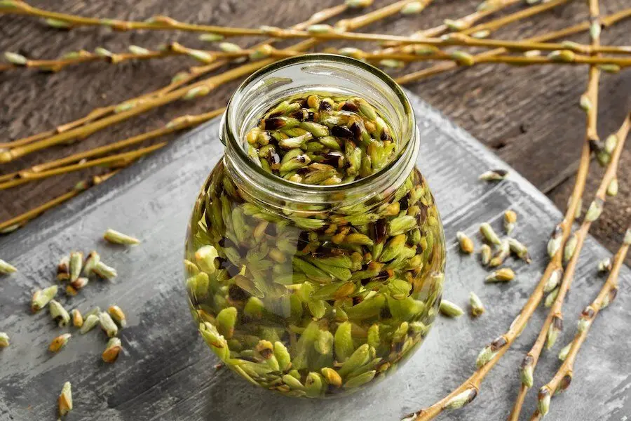 Gemmotherapie Pharmacie Gorse Lavanant Gemmotherapie Pharmacie Gorse Lavanant